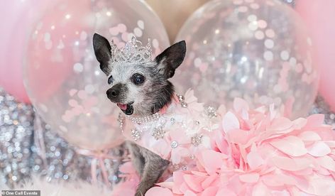 Dog Quinceanera, Quinceañera Photoshoot, Quinceañera Photoshoot Ideas, Everybody Leaves, Wrapped Hot Dogs, Gabriel Iglesias, Quinceanera Photoshoot, Quinceanera Party, Dog Years