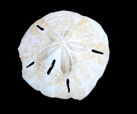 Finding Sand Dollars while at the beach is always fun to do, just like searching for sea shells or looking for neat rocks. But natural Sand Dollars will rot and give off a nasty odor if not treated. So here is my instructable on how I treat/bleach a Sand Dollar. If you want information on how to find Sand Dollars, do a quick google search and there will be hunndreds of links for you to research up on! Sea Dollar, Lace Your Shoes, Sand Dollar Craft, Sand Dollar Art, Arts And Crafts Kitchen, Diy Beach Decor, Splash Images, Beach Bucket, Dry Sand