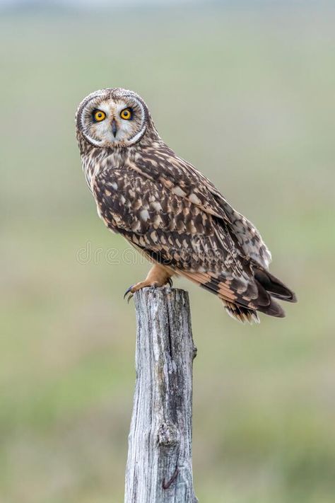 Short eared owl portrait stock photo. Image of wild - 220200008 Wild Owl, Owl Facts, Owl Baby Shower Theme, Prey Animals, Tattoo Animal, Short Eared Owl, Wallpaper Aesthetics, Owl Wall Art, Owl Tattoo Design