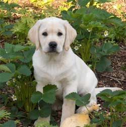 Creating a dog friendly garden    http://www.gardeningknowhow.com/design/creating-a-dog-friendly-garden.htm Dog Friendly Garden, Garden Guide, Kittens And Puppies, Garden Pests, Garden Borders, Backyard Ideas, Garden Planning, Garden And Yard, Flower Beds