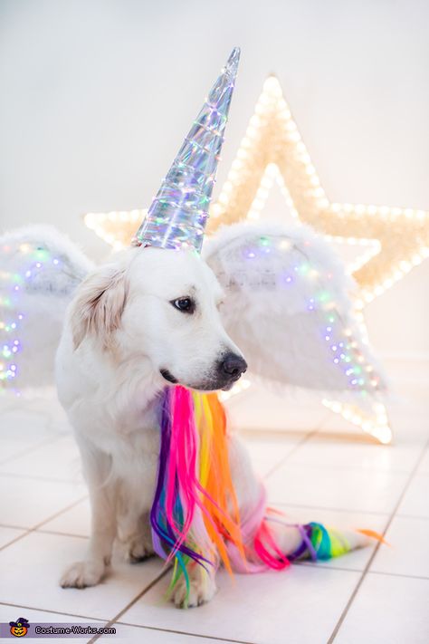 Sunshine the Unicorn and Lion Sidekick - Halloween Costume Contest Unicorn Dog Costume, Unicorn Clothes, Couples Costume Ideas, Mom Photo, Unicorn Outfit, Couples Costume, Live My Life, Unicorn Costume, Dog Clothes Patterns