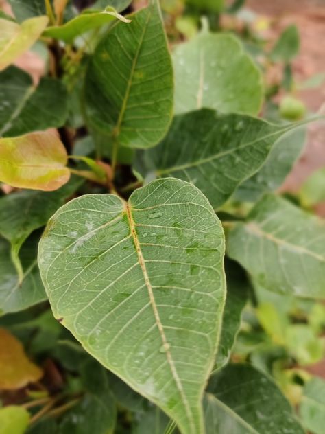 Peepal Leaf, Plant Leaves, Plants