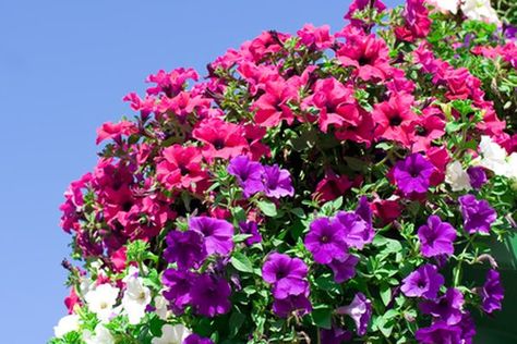 Fill hanging baskets with multiple colors of petunias to attract hummingbirds. Petunia Hanging Baskets, Petunia Tattoo, Petunia Care, Hanging Baskets Diy, Trailing Petunias, Wave Petunias, Diy Planters Outdoor, Hanging Plants Diy, Attract Hummingbirds