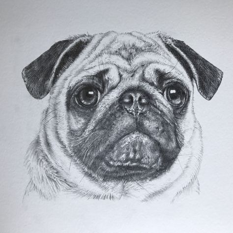 Pug Pencil Drawing, Pug Drawing Sketches, Mops Drawing, Pug Dog Drawing, Cute Pug Drawing, Pugs Drawing, Pug Sketch, Pug Drawing, Dog Face Drawing