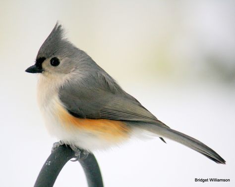 Tufted Titmouse Tufted Titmouse Tattoo, Titmouse Bird, Tufted Titmouse, Jacksonville Nc, Bird Aviary, Different Birds, Nature Birds, Backyard Birds, Bird Pictures