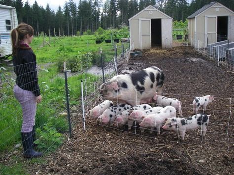 ... Gloucestershire Old Spots, Pot Belly Pigs, Hobby Farm, Pig Farming, Hobby Farms, Farm Life, Pigs, Farm Animals, Meat