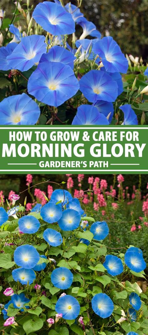 Morning Glory Arbor, Planting Morning Glory Seeds, Morning Glories Trellis, Pictures Of Morning Glories, Morning Glories Flowers, Morning Glory Planting Ideas, Morning Glory Planter Ideas, How To Grow Morning Glories From Seeds, Morning Glory Trellis Ideas Diy