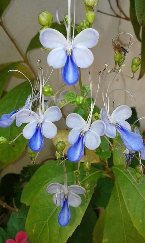 La vie est belle on Twitter: "Blue Butterfly Bush flowers https://t.co/jICykUClzZ" / Twitter Amazing Flowers Unique, Rare Flowers Unique, Bush Flowers, Strange Flowers, Plant Fungus, Butterfly Bush, Nothing But Flowers, Unusual Plants, Unusual Flowers