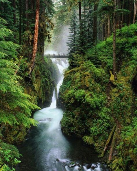 Covering nearly 1,500 square miles of the Olympic Peninsula, the park has three distinct ecosystems: temperate forest (seen here), rugged Pacific shore, and subalpine forest and wildflower meadow. Description from pinterest.com. I searched for this on bing.com/images Olympic National Park Washington, Belle Nature, Secret Gardens, Forest Pictures, Les Cascades, Olympic National Park, Pretty Places, Washington State, Vacation Spots