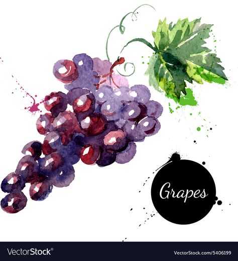 Purple Grapes Drawing, Purple Fruit Drawing, Grape Painting Easy, Grapes Watercolor Painting, How To Draw Grapes, Grapes Doodle, Watercolour Grapes, Drawing Grapes, Grape Watercolor