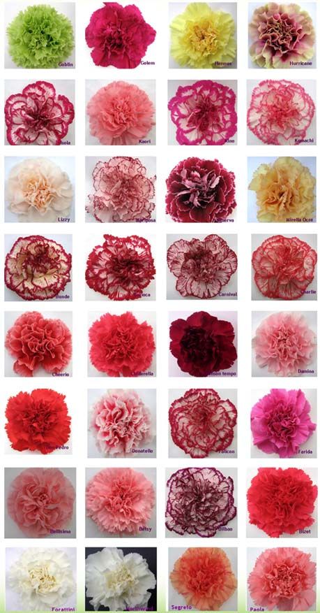 Carnation Wedding Flowers, Carnation Colors, Carnation Wedding, Flower Chart, Cheap Wedding Flowers, Flower Guide, Floral Arranging, World Of Flowers, Carnation Flower