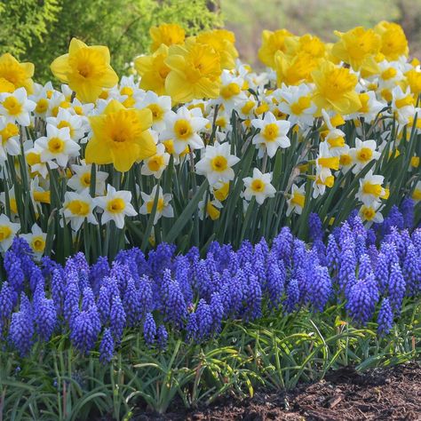 Daffodil Pictures - National Garden Bureau Longfield Gardens, Spring Garden Flowers, Cottage Garden Design, Tulips Garden, Garden Bulbs, Spring Bulbs, Bulb Flowers, Planting Bulbs, Garden Cottage