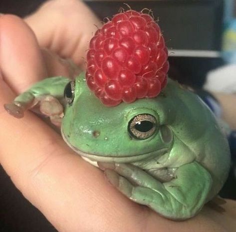 A Frog, Green, Instagram