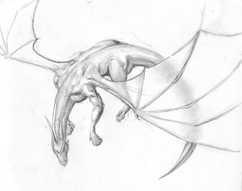 Dragon Curled Up, Arm Drawing, Stop Drawing, Dragon Eye, Cool Sketches, Dragon Art, Drawing Tips, The Light, Art Reference