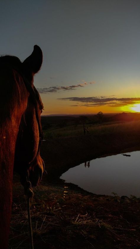 Wallpaper Vaquero, Caballos Aesthetic, Campo Aesthetic, Horses Sunset, Wallpaper Horse, Horse Healing, Horse Background, Country Sunset, Country Photography