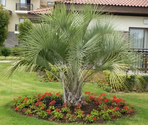 How To Grow Pindo Palm Tree (Butia capitata) Palm Landscaping Ideas, In Ground Pool Ideas, Palm Landscaping, Pindo Palm, Hill Country Landscape, Avocado Cucumber Salad, Outside Landscaping, Front Yard Gardens, Florida Palm Trees