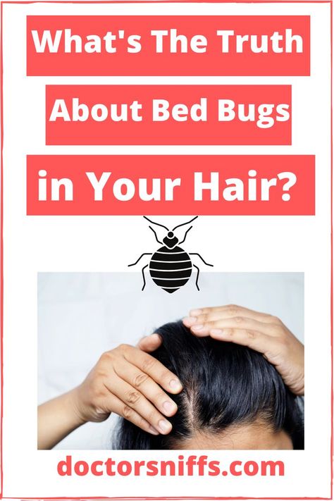 can bed bugs live in hair? Bed Bugs How To Get Rid Of, Bed Bug Remedies, Bed Bugs Pictures, Signs Of Bed Bugs, Bug Bites Remedies, Get Rid Of Bed Bugs, Bed Bug Spray, Kill Bed Bugs, Medical Words