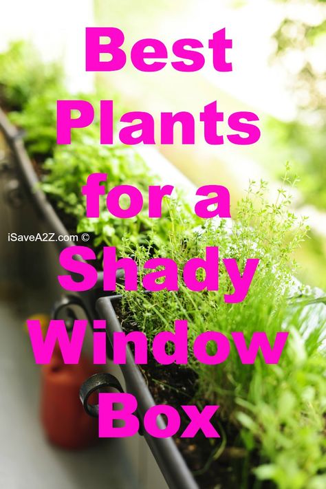 Best Plants for a Shady Window Box  http://www.isavea2z.com/best-plants-shady-window-box/ Window Box Plants, Shady Garden, Window Box Garden, Window Box Flowers, Container Gardening Flowers, Window Planter Boxes, Shade Flowers, Best Plants, Garden Containers