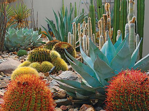 Red Yucca, Dry Gardens, Plant Inspiration, Succulent Landscape Design, Desert House, Drought Tolerant Garden, Succulent Landscaping, Desert Landscapes, Dry Garden