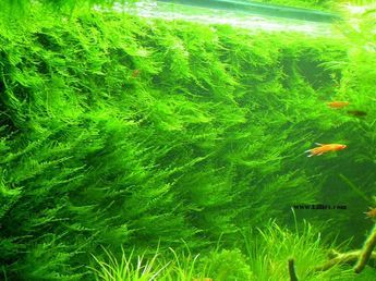 Using mesh and suction cups and patience...Christmas moss Aquarium Layout, Aquascape Plants, Another Green World, Freshwater Aquarium Plants, Fish Tank Terrarium, Amazing Aquariums, Aquatic Garden, Moss Plant, Glass Aquarium