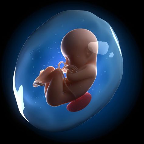 Fetus in the womb, computer artwork. Amniotic Fluid, Baby Heartbeat, Mang Thai, Petri Dish, Pregnancy Stages, Baby Protection, Baby Born, Play Doh, Prenatal