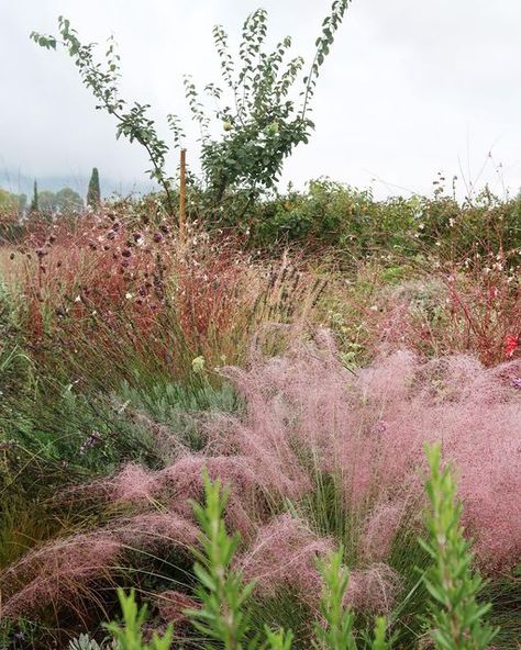 Àlex Fenollar on Instagram: "Muhlenbergia capillaris looking more like an autumnal pink cloud than ever after the lovely rain." Muhlenbergia Capillaris, Gothic Winter, Pink Cloud, Pink Clouds, Winter Garden, Ever After, Herbs, Plants, Pink