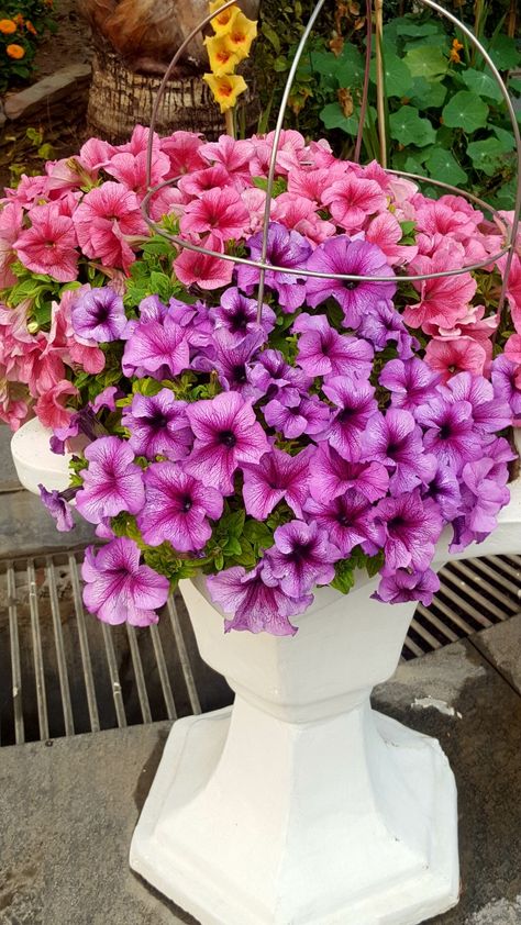 Petunia Bouquet, Pink Flower Bouquet, Gardening Flowers, September Wedding, Petunias, Preschool Activities, Flowers Bouquet, Flower Garden, Art Inspo