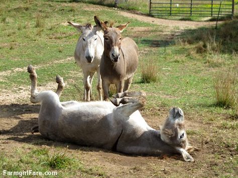 Wordless weekend dose of donkey cute — Farmgirl Fare Donkey Cute, Donkey Images, Miniature Donkey, Cute Donkey, Mini Horse, Baby Horses, Barnyard Animals, Seasonal Recipes, Donkeys