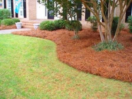 ahh.  fresh pine straw. Pine Straw Landscaping, Southern Bungalow, Sprinkler Repair, Straw Mulch, Curved Bed, Mulch Landscaping, Wood Mulch, Outdoor Deco, Lawn Sprinklers