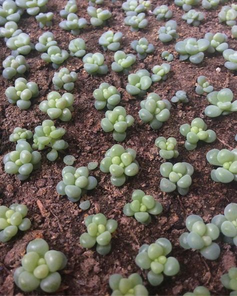 How to Grow Succulents from Seeds (Guide) | Succulent City Starting Succulents From Seed, Grow Succulents From Seed, How To Grow Succulents From Seeds, Growing Succulents From Seed, Replanting Succulents, Succulent Garden Outdoor, Grow Grapes, Grow Succulents, Cactus Seeds