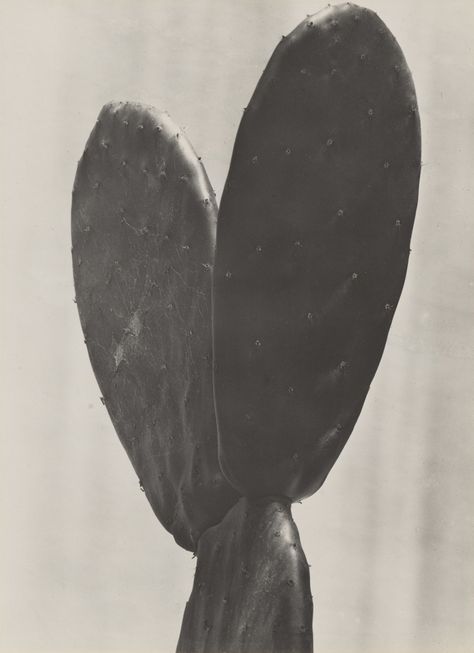 Author Photography, Tina Modotti, Edward Weston, Gelatin Silver Print, White Photo, Photographic Art, Museum Of Modern Art, Art Google, Mexico City