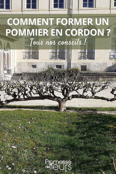 Comment former un pommier en cordon ?