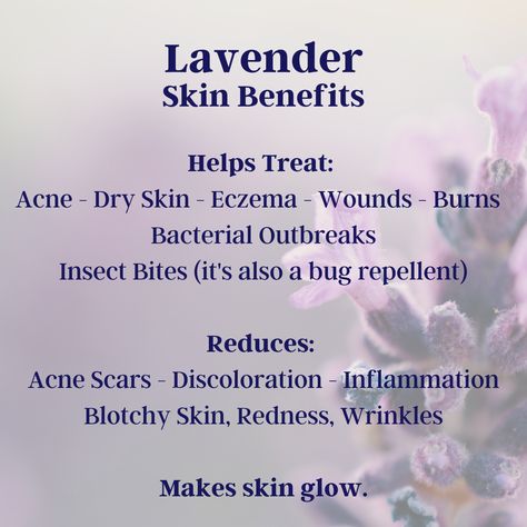 Lavender Oil Benefits Skin, Lavender Skin Benefits, Benefits Of Lavender Tea, Lavender Herbalism, Shea Butter Benefits Skincare, Lavender Health Benefits, Herb Business, Lavender Oil Uses, Lavender Skincare