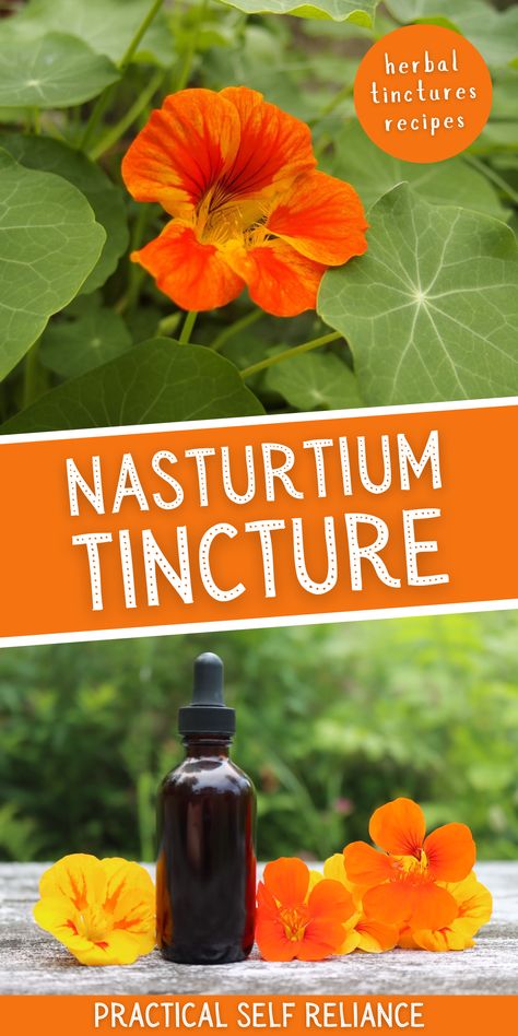 Nasturtium Infused Oil, Cilantro Tincture Recipe, Purslane Tincture Recipe, Fever Few Tincture, Diy Tinctures Recipes, What Is A Tincture, Peach Pit Tincture, Feverfew Tincture Recipe, Fig Leaf Tincture