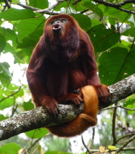 Venezuelan Red Howler Monkey Monkey Types, Bizarre Animals, Howler Monkey, Spider Monkey, Real Nature, Animal Jam, Paws And Claws, Amazon Rainforest, Primates