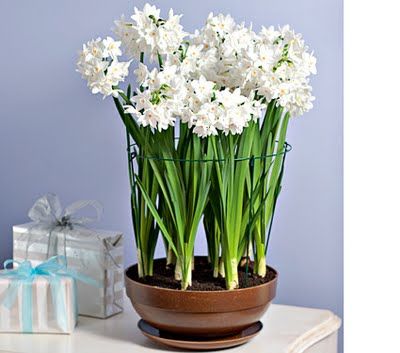 According to  Pure Style Home ~ If you're forcing paperwhites (narcissus) this winter, try adding alcohol to the water to keep the plants from becoming too leggy. Use just water until the first sign of a green shoot arrives and then use approx 1 part alcohol to 10 parts water. Or check here for more info: http://gardening.about.com/od/forcingandprechilling/qt/PaperWhites_Alc.htm Centrepiece Christmas, Paper Whites, Narcissus Bulbs, Holiday Flowers, Flower Inspiration, Holiday Flower, Container Gardens, Planting Bulbs, Christmas Paper