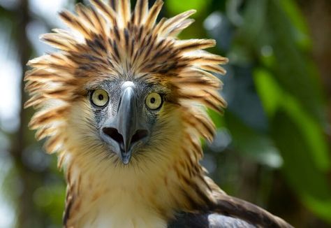 Portrait of Philippine eagle. Philippines Tattoo, Rare Fish, Marine Ecosystem, Colorful Bird, Animal Species, Beautiful Places In The World, Steve Rogers, Countries Of The World, Heritage Site