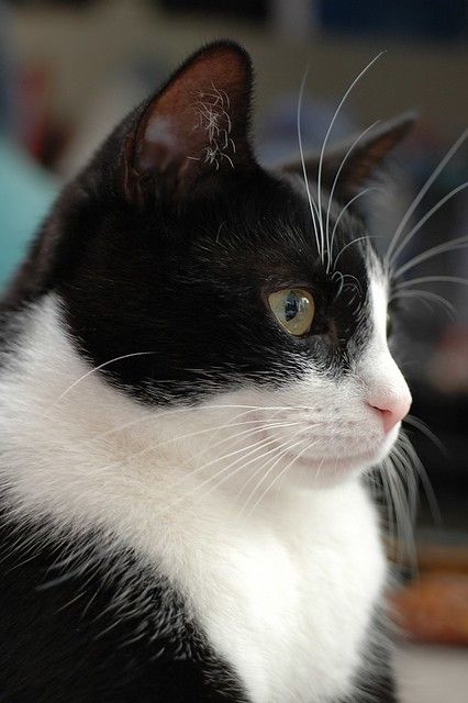 Bicolor Cat, Tuxedo Cats, Söt Katt, Black And White Cat, Tuxedo Cat, White Cats, Cute Cats And Kittens, Tuxedos, Pure Beauty