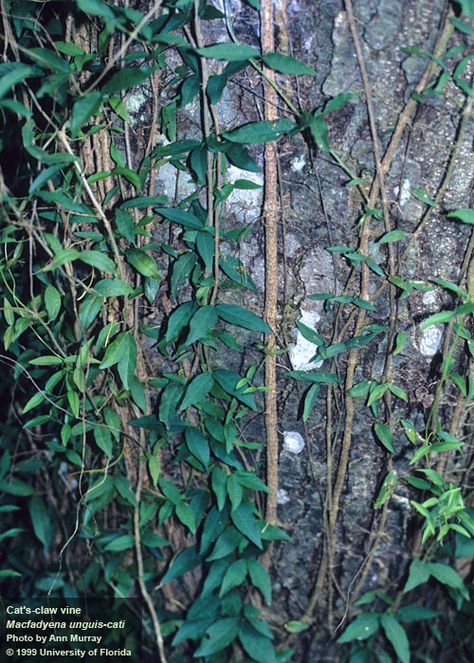 Phoenix Backyard, Vines Plants, Cats Claw, Pretty Tan, Tall Plant, Invasive Plants, Beautiful Yards, Cat Claws, Tall Plants