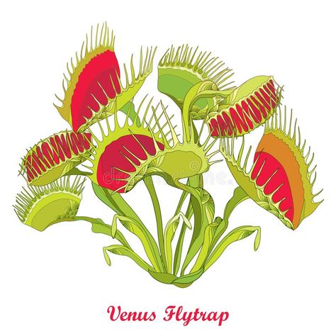 Plante Carnivore, Venus Flytrap, Plantas Vs Zombies, Plant Tattoo, Fly Trap, Venus Fly Trap, Fly Traps, Desenho Tattoo, Floral Curtains