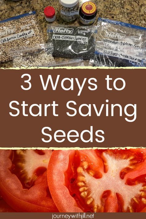 Garden Tp, Saving Seeds From Vegetables, Save Seeds, Saving Seeds, Growing Tomatoes In Containers, Seed Saving, Tomato Garden, Home Vegetable Garden, Growing Tomatoes