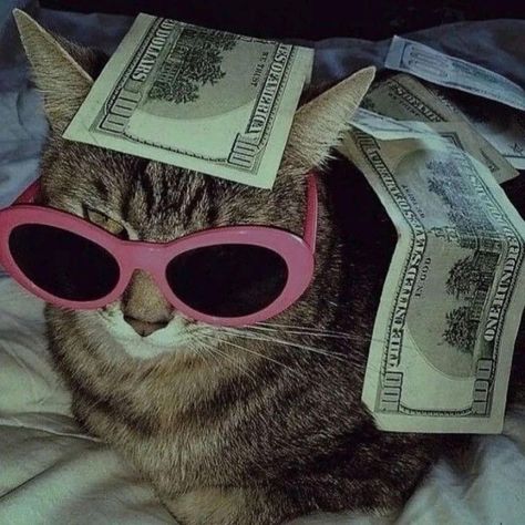 Money Cat, Funny Looking Cats, Cat Profile, Funny Animal Photos, Silly Cats Pictures, Cute Cats Photos, Wearing Sunglasses, Cat Aesthetic, Cute Animal Photos