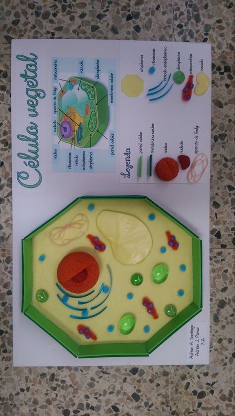 Plant Cell Project Ideas Models, Plant Cells Project Ideas, Plant Cell Project, Cell Model Project, Plant Cell Model, Presentation Ideas For School, Cells Project, خريطة ذهنية, Biology Projects