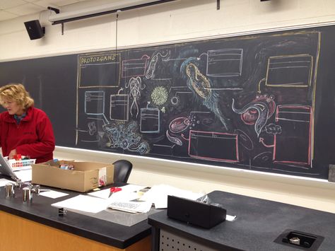 Zoology class. A former zoology student who's an art major drew us a study guide on the chalkboard (UWRF) Zoology Degree, Zoology Major, Zoology Student, Science Rules, Art Major, Intense Love, River Falls, University Of Wisconsin, Marine Biology