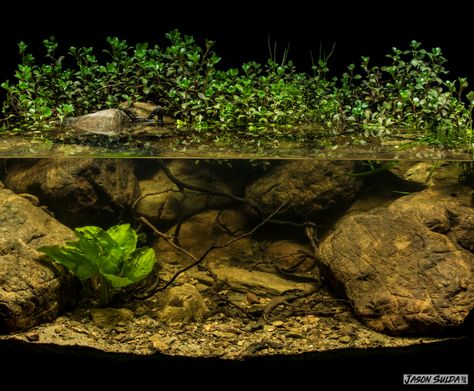 Biotope Aquarium, upper reaches of the ... Turtle Tank Setup Ideas, Tank Setup Ideas, Turtle Tank Setup, Turtle Aquarium, Biotope Aquarium, Fish Aquarium Decorations, Aquascape Design, Brisbane River, Aquarium Driftwood