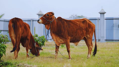 Unsure about The pure Sahiwal cows? Learn to identify them, discover their traits, milk yield, tempe Sahiwal Cow, Cow Liver, Pig Breeds, Pet Spider, Mecca Wallpaper, Milk Production, Dairy Cows, Sustainable Farming, The Pure