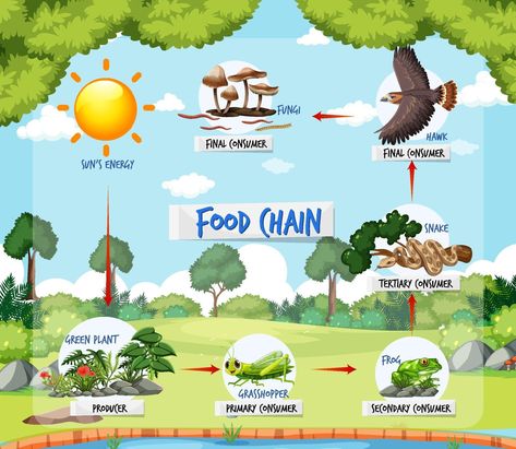 Forest Background Illustration, Food Chain And Food Web, Food Chain Diagram, Simple Food Chain, Food Chain Worksheet, Frozen Cards, Train Projects, Attendance Sheet, Forest Ecosystem