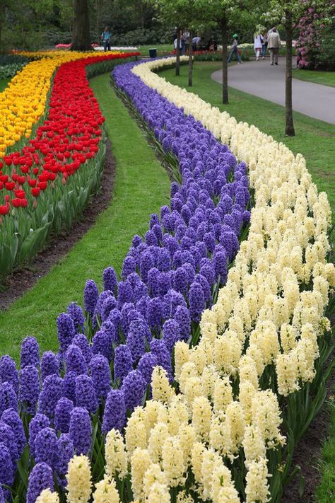 Keuken hof Holland! Row after row of tulips and hyacinths in bloom! Gardening Plants, Longwood Gardens, Gorgeous Gardens, Flowers Garden, A Park, The Grass, Shade Garden, Flower Field, Dream Garden