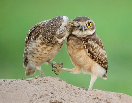 Owl Kisses | The 25 Cutest Animal Kisses Cute Animals Kissing, Animals Kissing, Birds Pictures, Two Owls, Photo Animaliere, Nosara, Cute Kiss, Beautiful Owl, Funny Birds