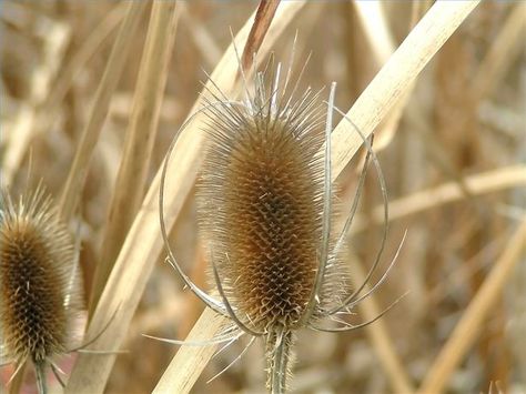 How to Dry Grasses How To Dry Grasses, Drying Grasses, Flowers For Drying, Wire Wreaths, Summer Floral Arrangements, Pressed Flowers Diy, Grass And Flowers, Chard Recipes, Dried Wheat